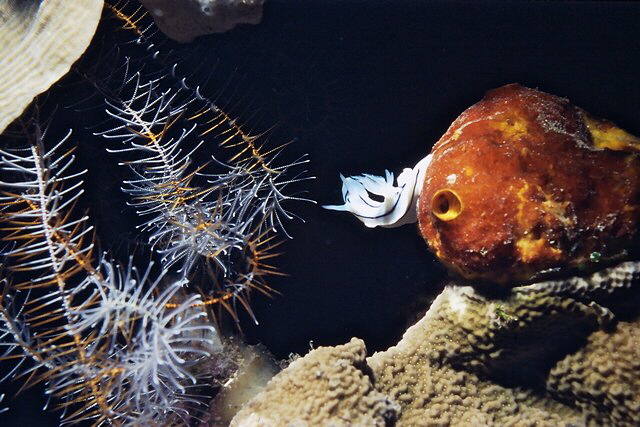 Nacktschnecke Nacktschnecke