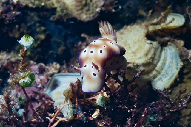 Nacktschnecke Nacktschnecke