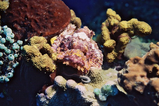 Skorpionsfisch Skorpionsfisch