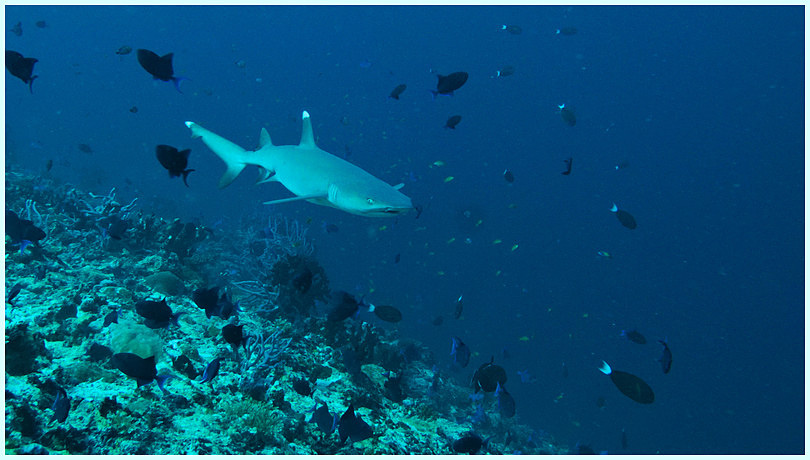 IMG_0073_16x9 IMG_0073_16x9