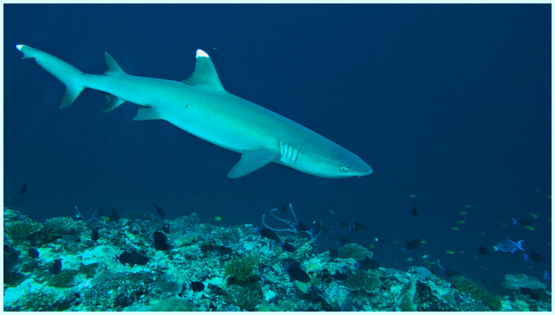 Weißspitzenriffhai Weißspitzenriffhai