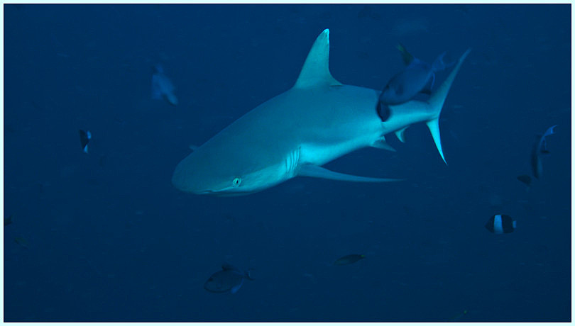 Weißspitzenriffhai Weißspitzenriffhai