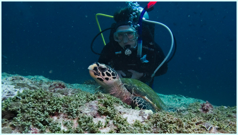 Schildkröte Schildkröte