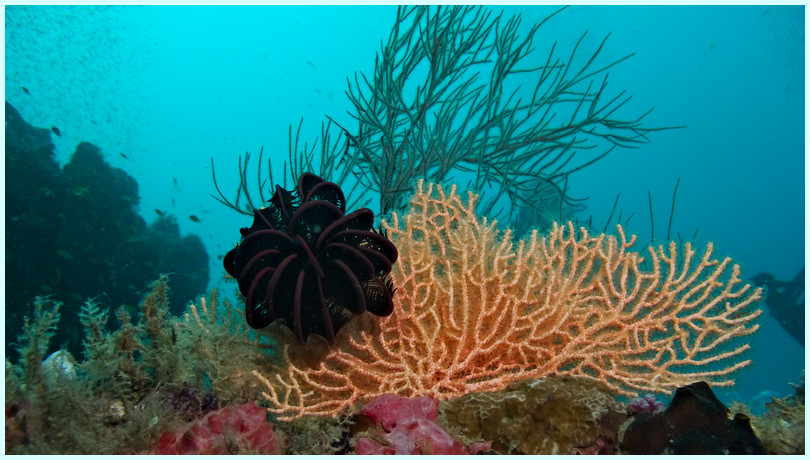 Federseestern Federseestern