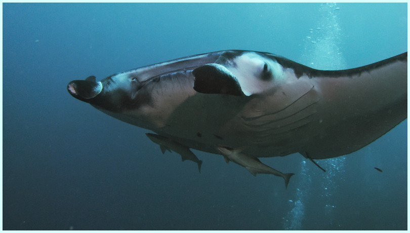 Manta Manta