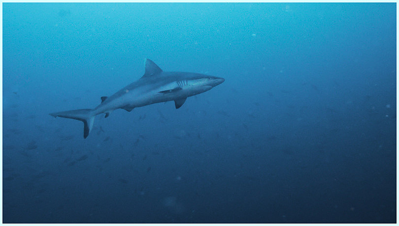grauer Riffhai grauer Riffhai