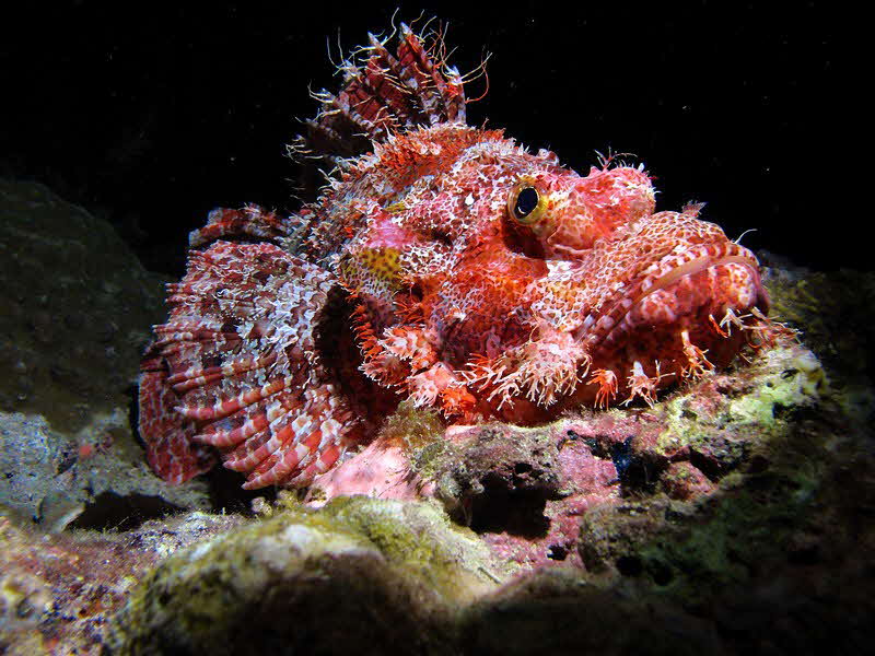 Skorpionsfisch bei Nacht