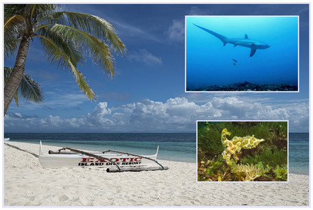 Malapascua2015