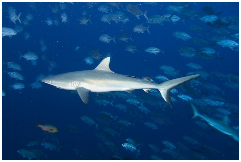 BC IMG_3622 BC IMG_3622