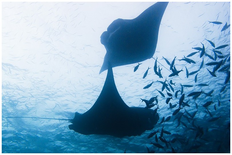 Manta IMG_4007 Manta IMG_4007