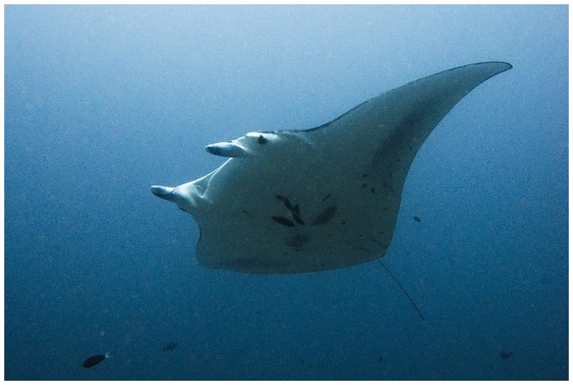 Manta IMG_4176 Manta IMG_4176