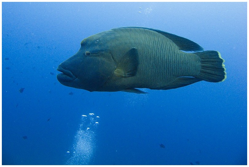 Napo IMG_3809 Napo IMG_3809