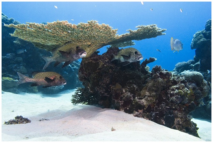 Riff IMG_3705 Riff IMG_3705