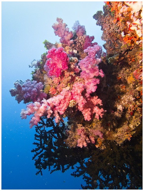 Riff IMG_3748 Riff IMG_3748