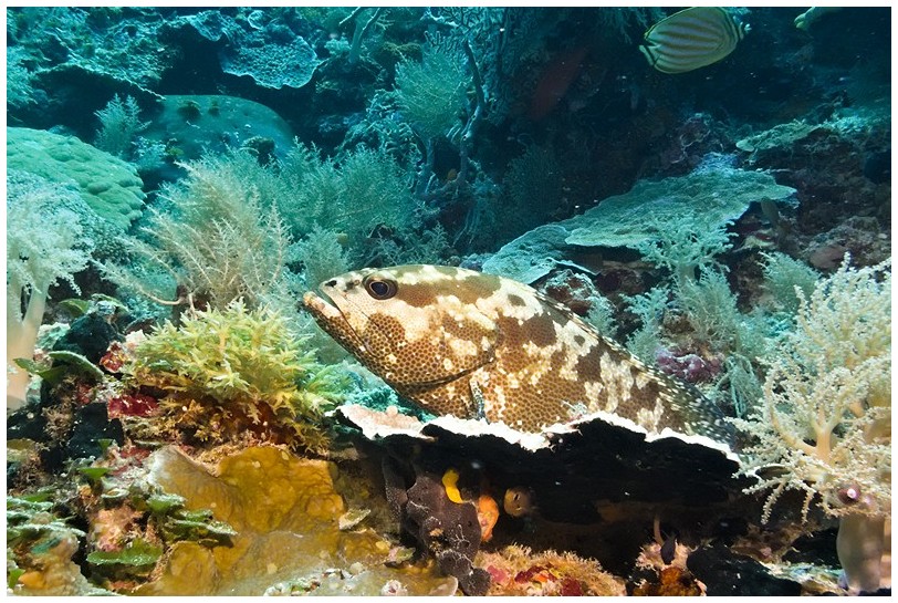 Riff IMG_3750 Riff IMG_3750