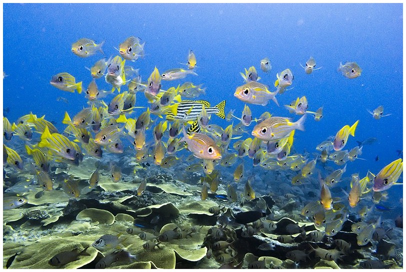 Riff IMG_3822 Riff IMG_3822