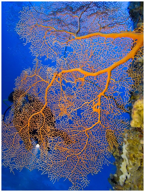 Riff IMG_3833 Riff IMG_3833