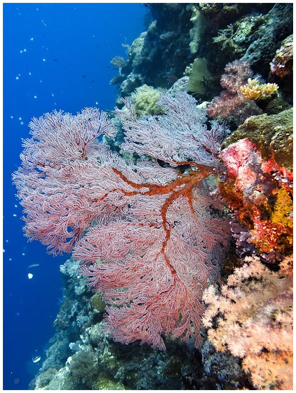 Riff IMG_3964 Riff IMG_3964