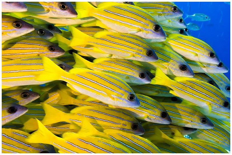 Riff IMG_3976 Riff IMG_3976