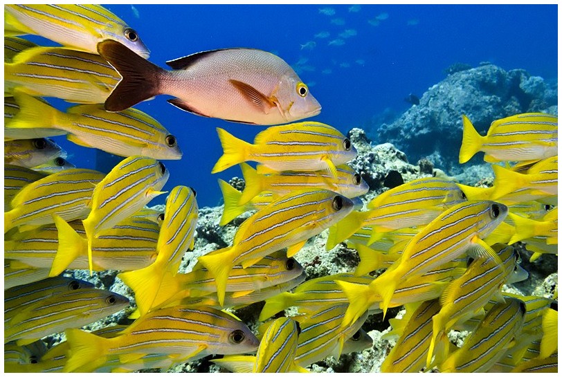 Riff IMG_3977 Riff IMG_3977