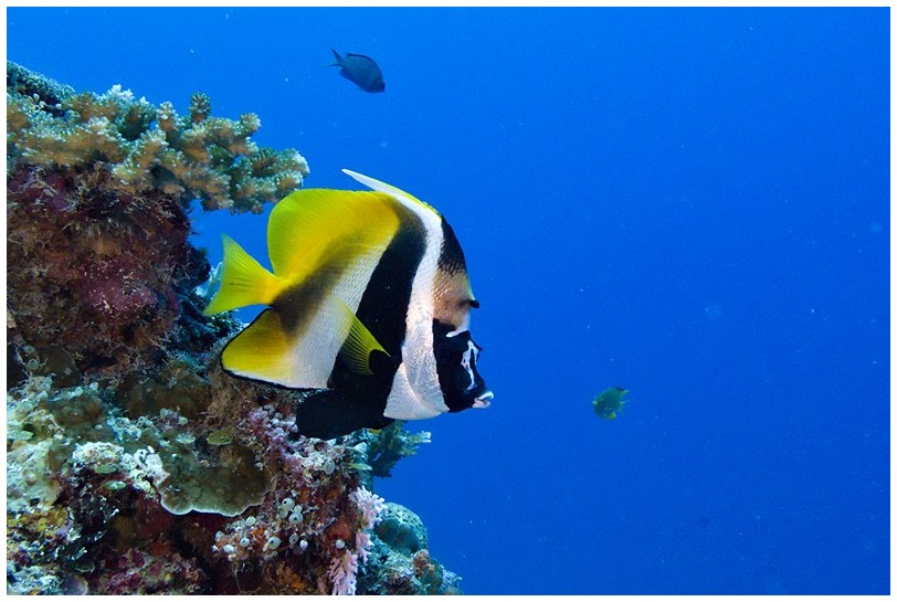 Riff IMG_4031 Riff IMG_4031