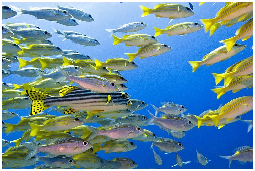 Riff IMG_4107 Riff IMG_4107