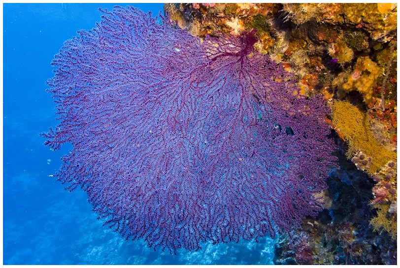 Riff IMG_4205 Riff IMG_4205