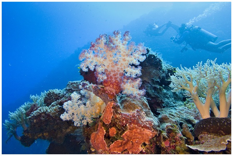 Riff IMG_4208 Riff IMG_4208