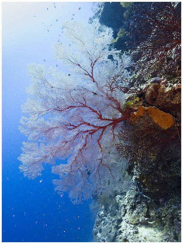 Riff IMG_4210 Riff IMG_4210