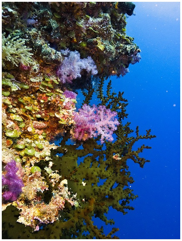 Riff IMG_4220 Riff IMG_4220