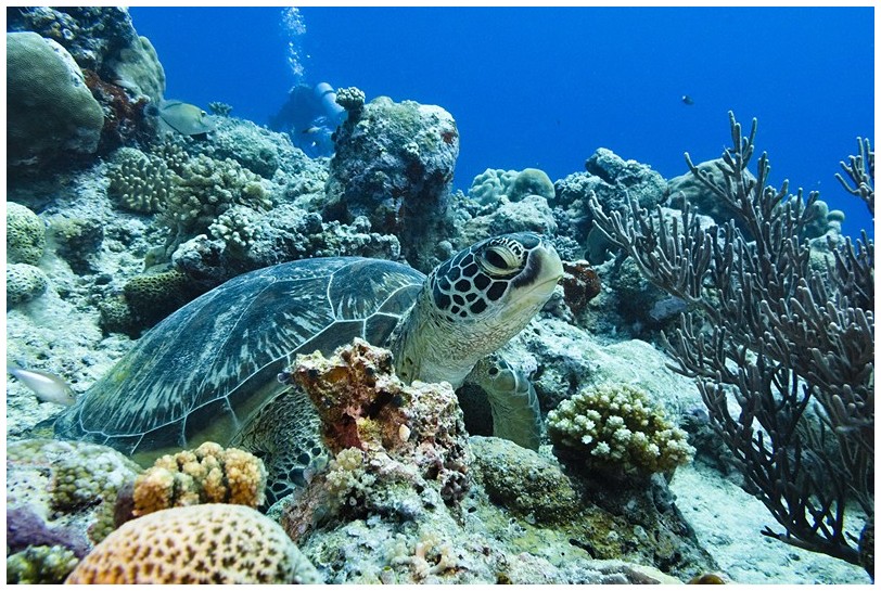 Schi IMG_3986 Schi IMG_3986