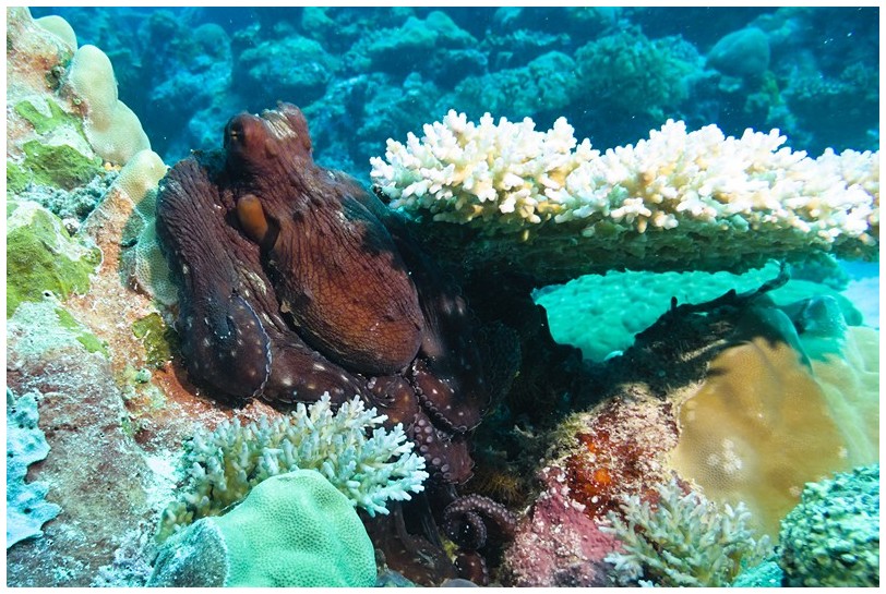 Sepia IMG_3685 Sepia IMG_3685