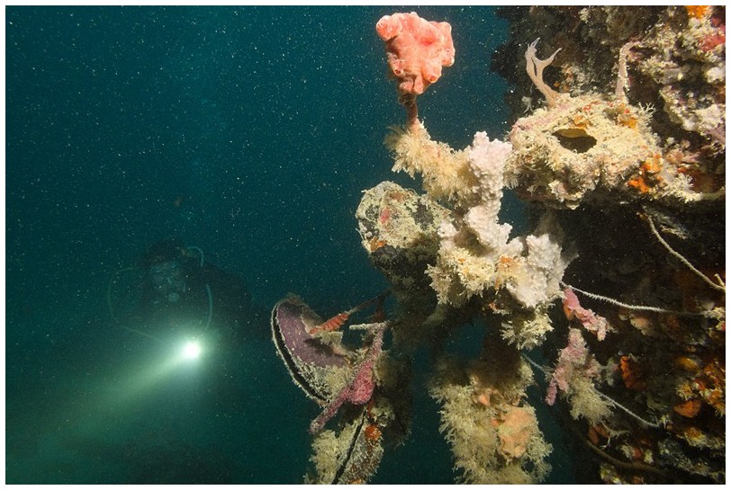 Wrack IMG_3654 Wrack IMG_3654