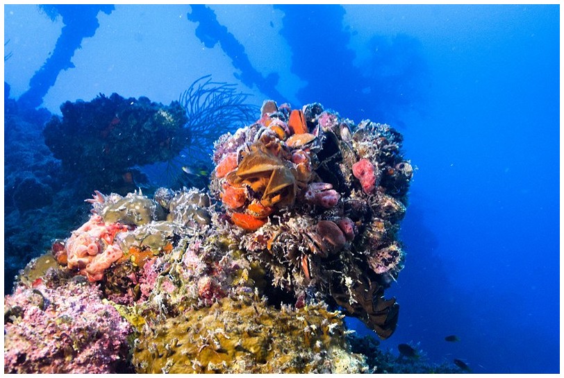 Wrack IMG_4154 Wrack IMG_4154