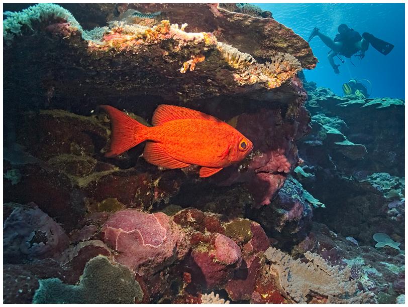 Soldatenfisch Soldatenfisch