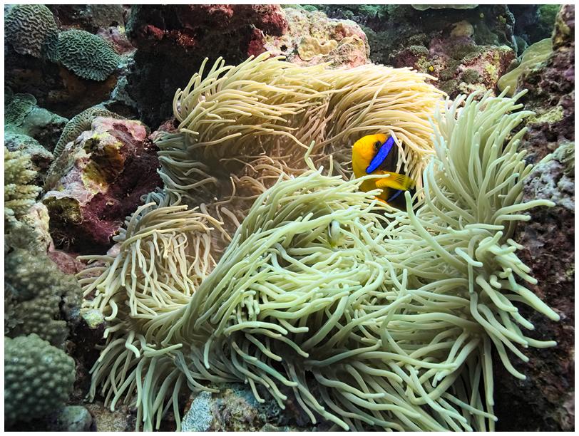 Anemonenfisch Anemonenfisch