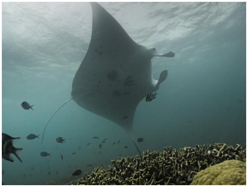 Manta am Stammtisch Manta am Stammtisch