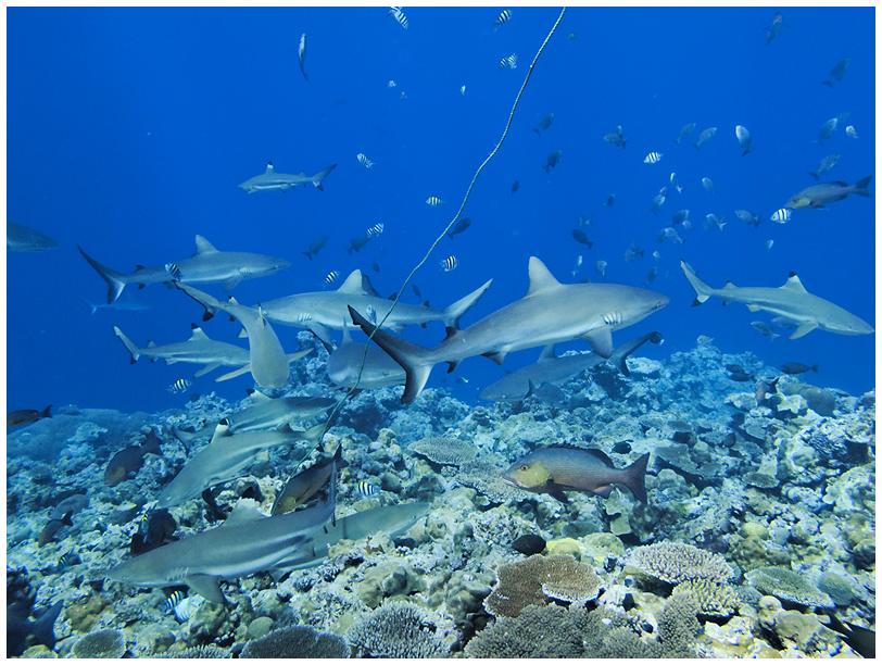 Haifütterung auf Yap Haifütterung auf Yap
