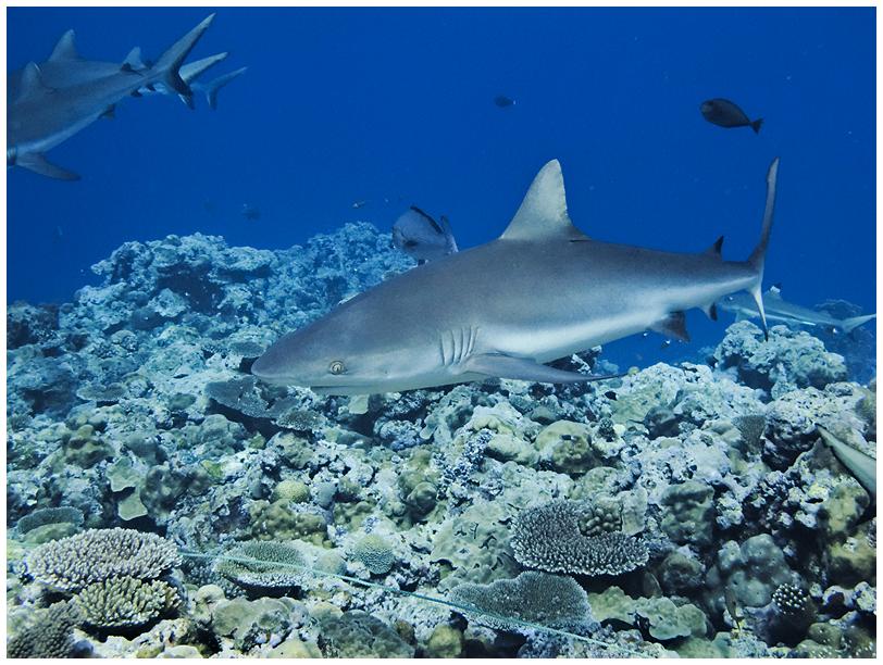 Grauer Riffhai hautnah Grauer Riffhai hautnah