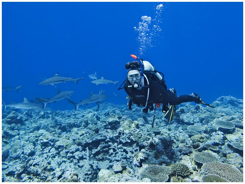 Verabschiedung von den Haien Verabschiedung von den Haien