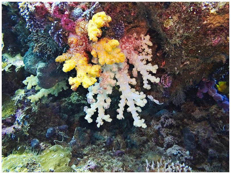 Weichkorallen Weichkorallen
