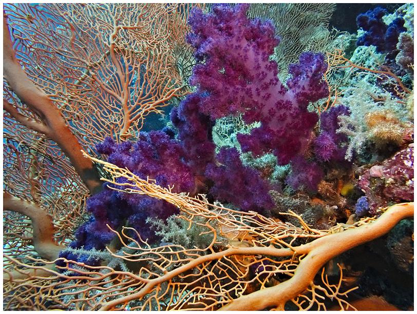 Weichkoralle in einer Gorgonie Weichkoralle in einer Gorgonie