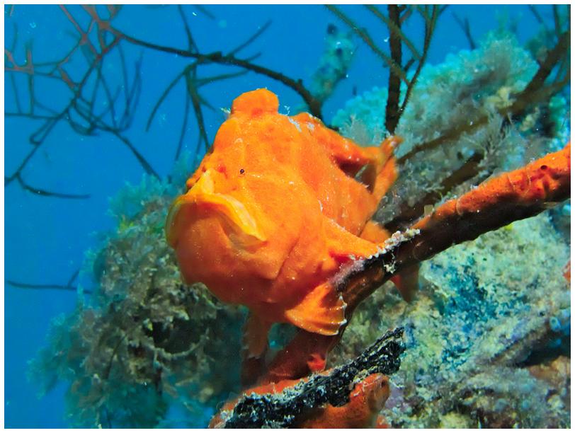 Anglerfisch Anglerfisch