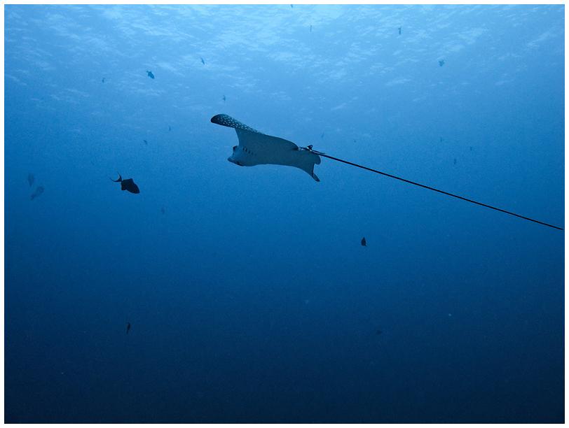 Adlerrochen Adlerrochen