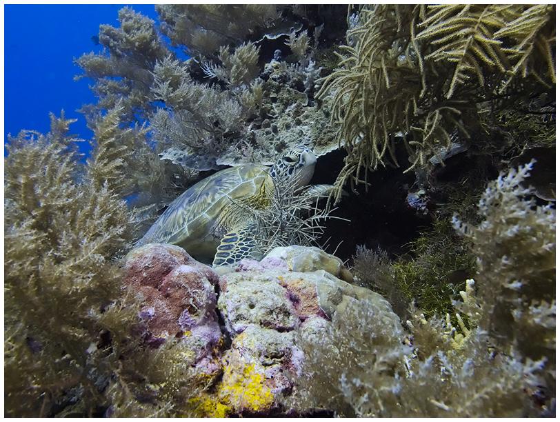 ein von sehr vielen Schildkröten ein von sehr vielen Schildkröten