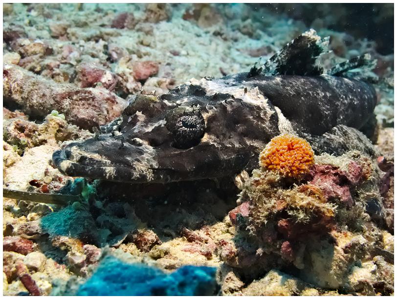 Krokodilfisch Krokodilfisch