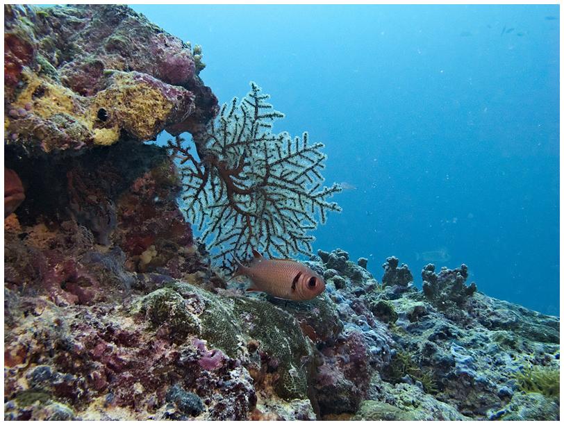 Sodatenfisch Sodatenfisch