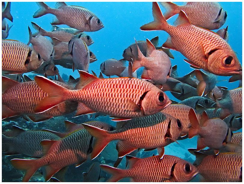 Soldenfische Soldenfische